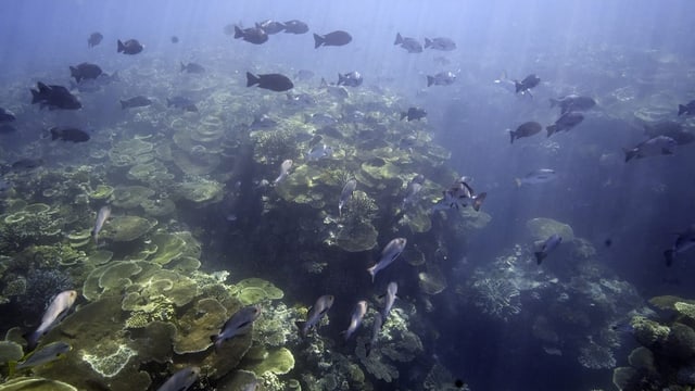 Das weltgrösste Korallenriff stirbt – Unesco wartet weiter ab