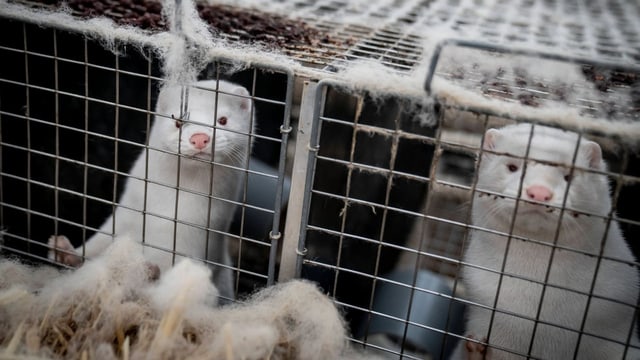  Wegen Vogelgrippe: Finnland lässt Zehntausende Pelztiere töten