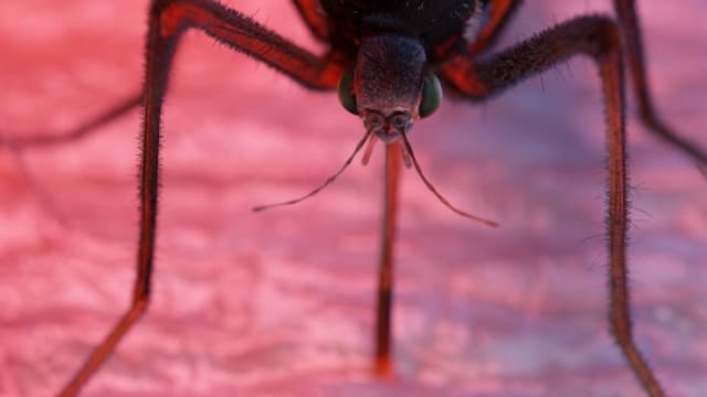  Lästige Mücken durch Gentechnik auslöschen?