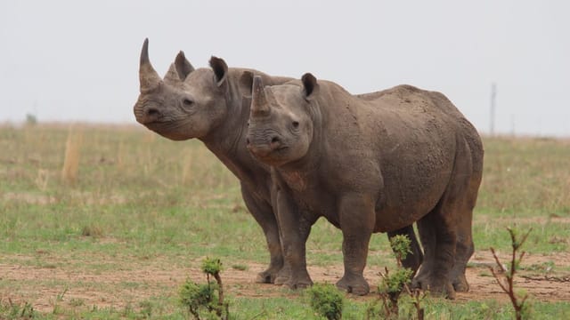  Südafrika: Naturschützer kaufen weltgrösstes Nashornzucht-Projekt