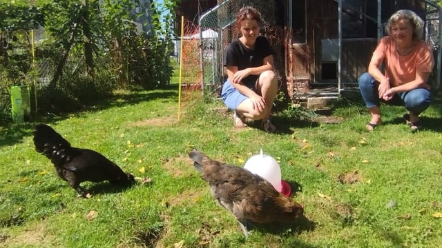  Hühner statt Katzen: Der gefiederte Haustier-Boom