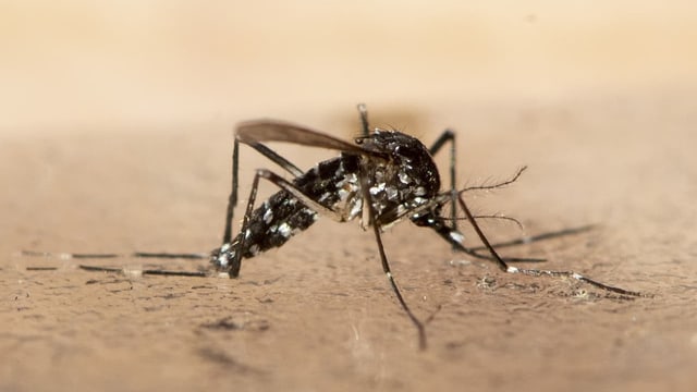  Wird es bald Dengue-Fieber in der Schweiz geben?
