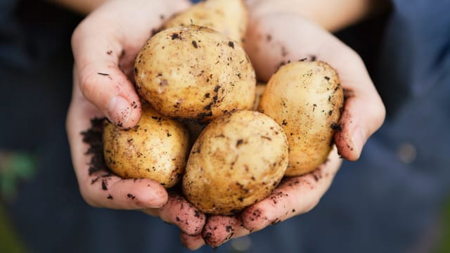  Mehr Kartoffeln dank schneller wachsenden Pflanzen