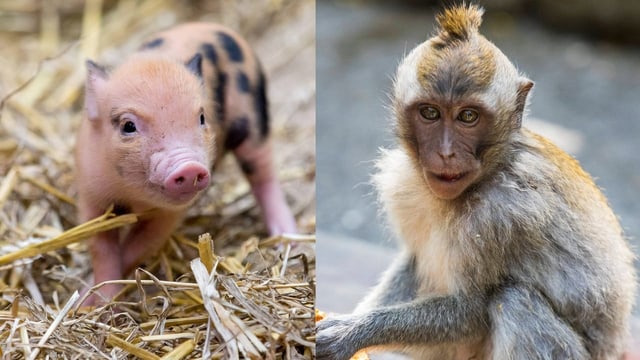  Affe lebt zwei Jahre mit transplantierter Schweineniere