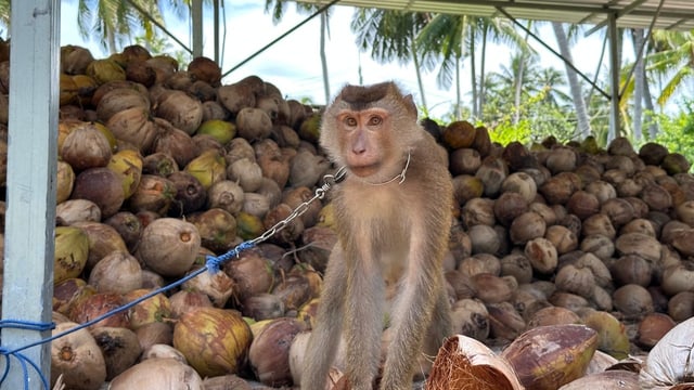  Wie Makaken in Thailand Kokosnüsse ernten