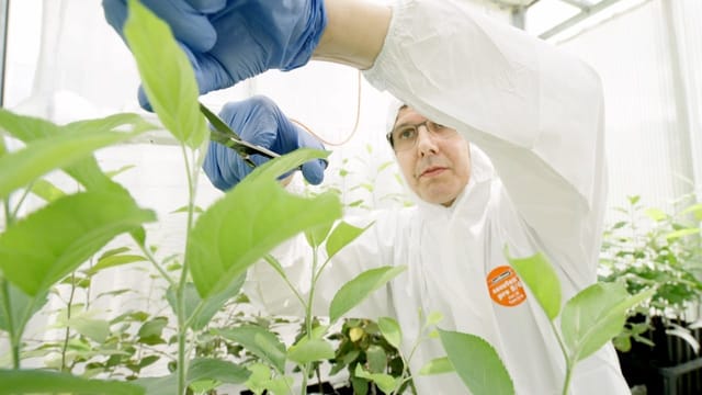  Weniger Pestizide dank neuer Gentech?