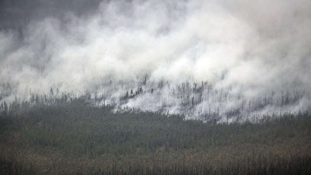  Warum kanadische Wälder zu CO₂-Schleudern werden