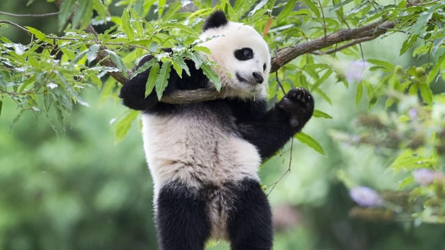  «Pandabären sind ein Gradmesser für Chinas Beziehungen»