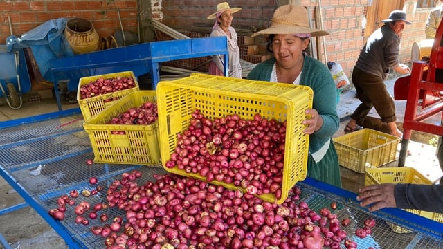  Die Schweiz mischt mit bei Gourmetchips aus Bolivien – noch