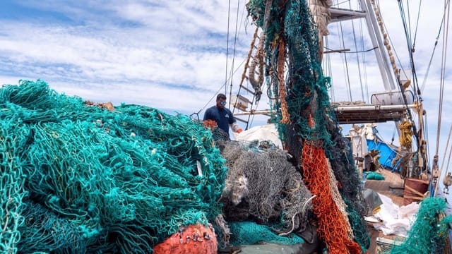  Wie Plastik sammeln Meerestieren schadet