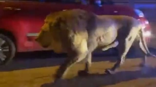  Italien: Entwischter Löwe in der Nähe von Rom wieder eingefangen
