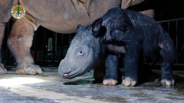  Extrem seltenes Sumatra-Nashorn in Indonesien geboren