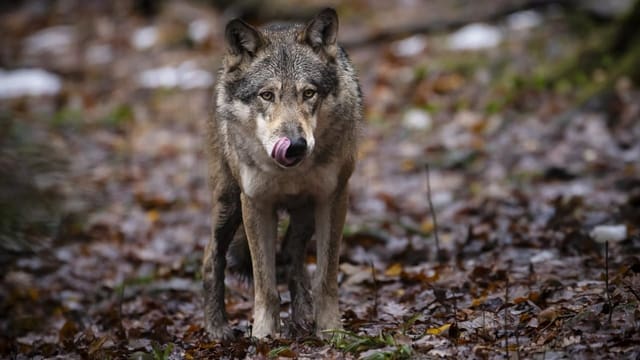  EU-Kommission will Schutzstatus von Wölfen senken