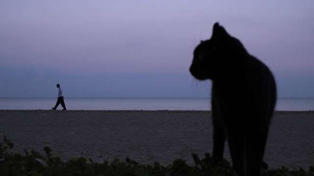  Zypern: Katzen sterben zu Tausenden an Coronavirus