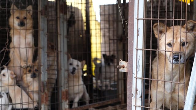  Südkorea verbannt Hundefleisch von den Tellern