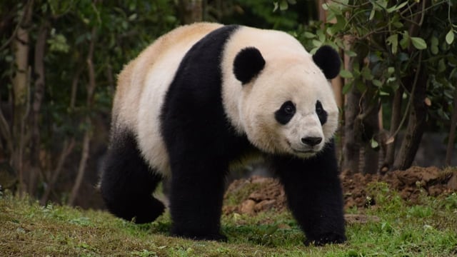  In China leben wieder mehr Pandas in freier Wildbahn