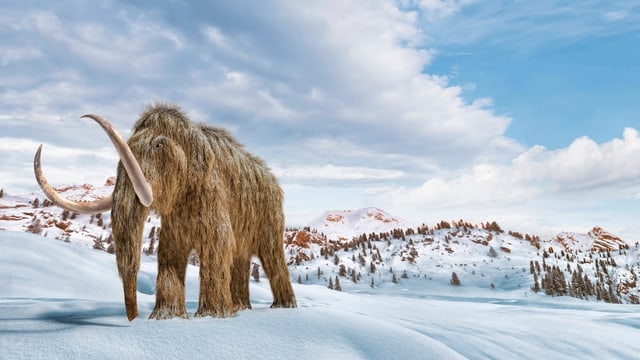 Wohin das Mammut «Elma» einst gewandert ist – um dort zu sterben
