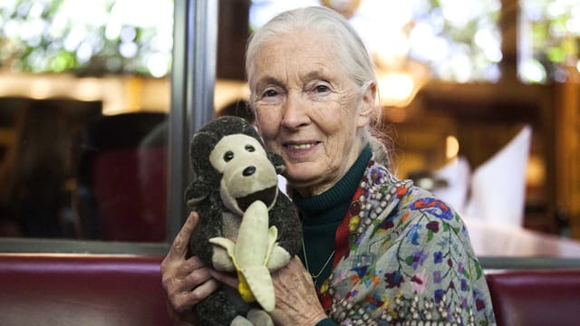 Gegen die Hoffnungslosigkeit – Jane Goodall setzt auf die Jugend