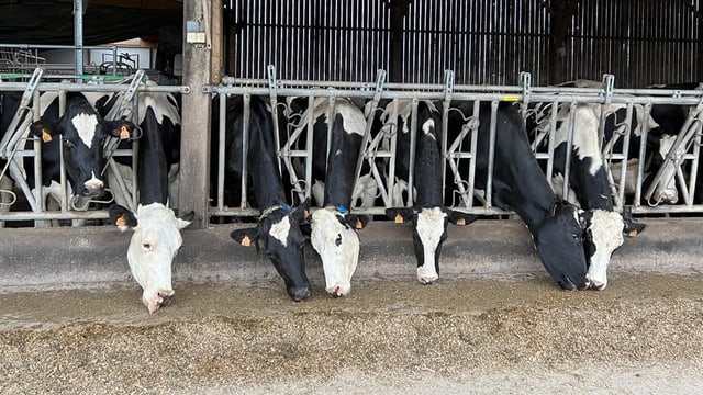  Futterzusatz soll den Methanausstoss von Kühen verringern