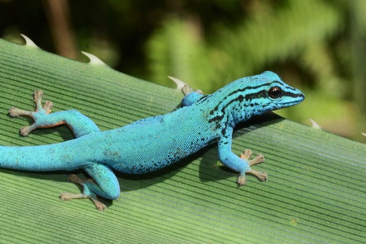  Kleiner Kletterkünstler mit großer Aufmerksamkeit: Der Gecko wird Zootier des Jahres