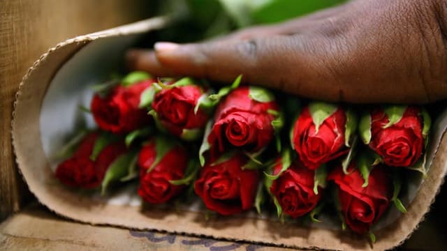  Kann man mit gutem Gewissen Rosen aus Kenia kaufen?