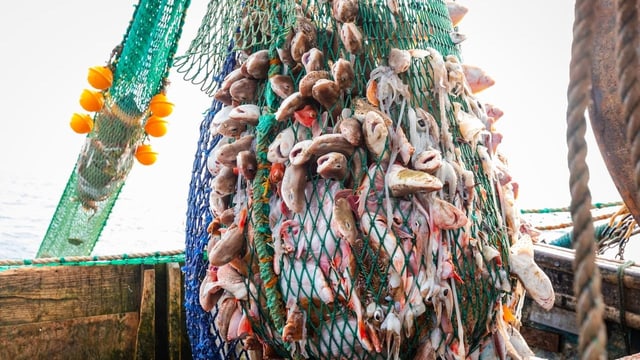  Ringen um ein griffiges Fischerei-Abkommen in der WTO