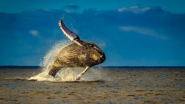  Rätsel gelöst: Darum können Wale singen