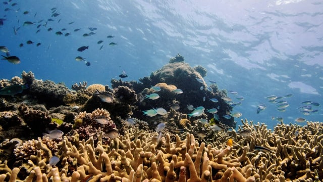  Klimawandel verursacht Korallenbleiche im Great Barrier Reef
