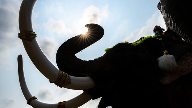  Schweizer Elefantenparkbetreiber sorgt in Thailand für Unmut