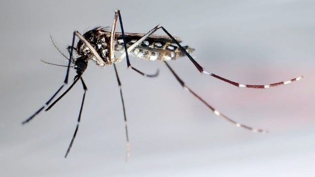  Wie eine Labormücke das Denguefieber bekämpfen soll
