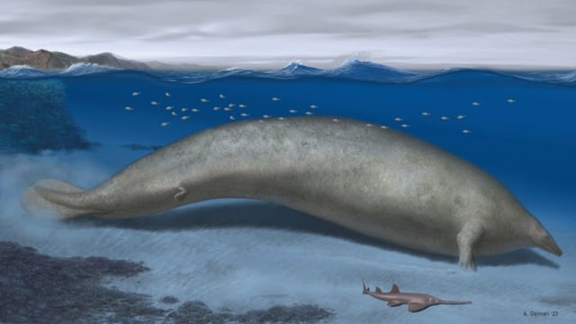  Giganten der Meere: Welcher Wal ist nun schwerer?