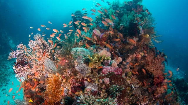  Wie künstliche Fisch-Geräusche Korallenriffe retten könnten