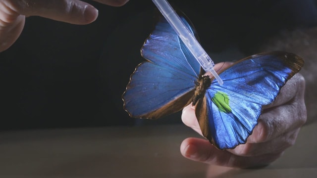  Wie Schmetterlinge unser Leben revolutionieren könnten