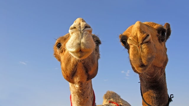  Wie viel wissen Sie eigentlich über Kamele?