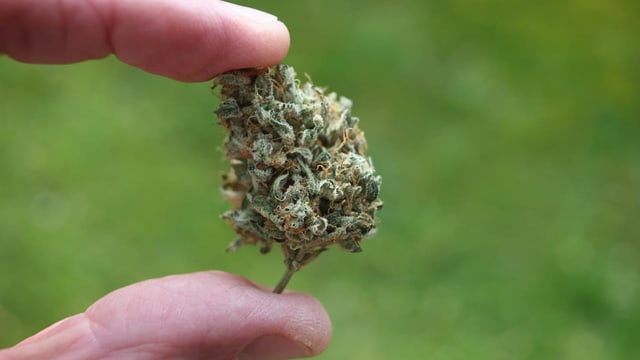  Deutscher Bundesrat macht Weg für Cannabis-Legalisierung frei