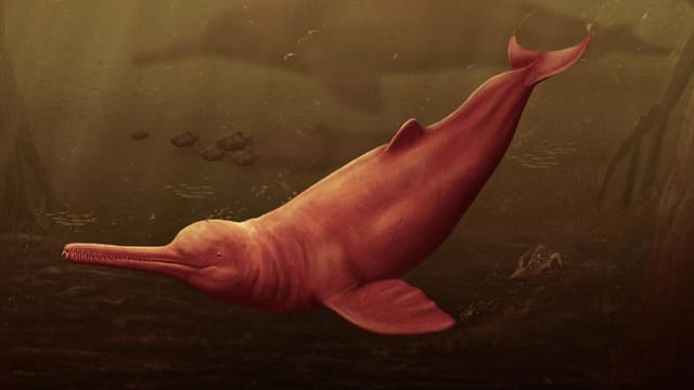  Schweizer Forschende entdecken Urzeit-Riesendelfin
