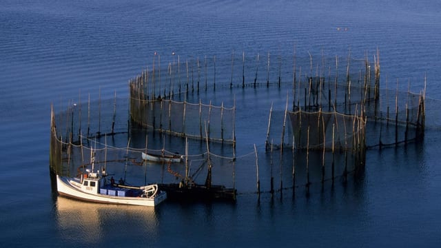  Zuchtfisch ist begehrt: Wie nachhaltig sind Aquakulturen?