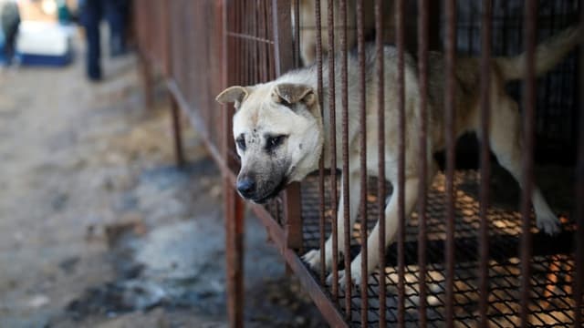  In Südkorea landen Hunde auf dem Teller – langsam ändert sich das