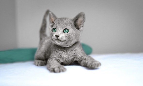  Das neue Sheba Kitten: Mit Liebe hergestellt