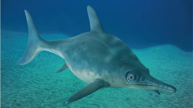  Fischsaurier im Aargau entdeckt: gross wie ein Weisser Hai
