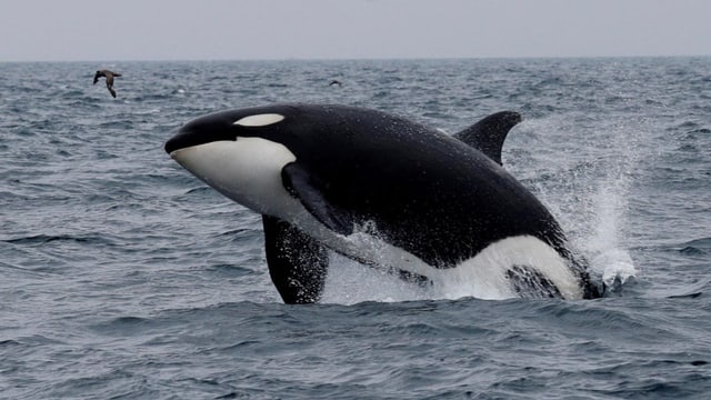  Orcas versenken erneut Segelschiff – wieso verhalten sie sich so?
