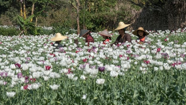  Opium boomt in Myanmar