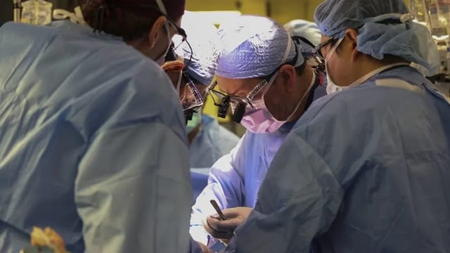  Erster Patient mit transplantierter Schweineniere gestorben