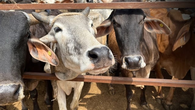  Indiens heilige Kühe polarisieren