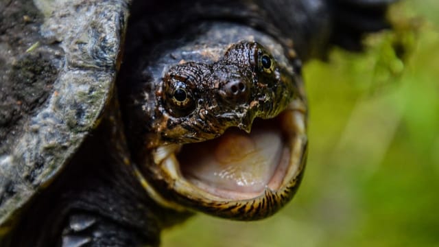  Junger Forscher entdeckt: Schildkröten können sprechen