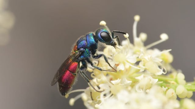  Die farbenfrohe und kuriose Welt der Schweizer Insekten