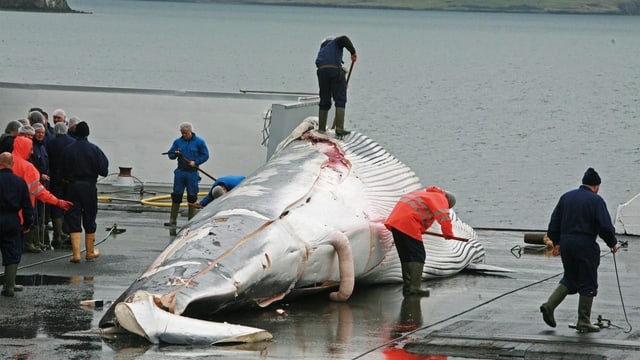  Der letzte Walfänger von Island darf wieder in See stechen