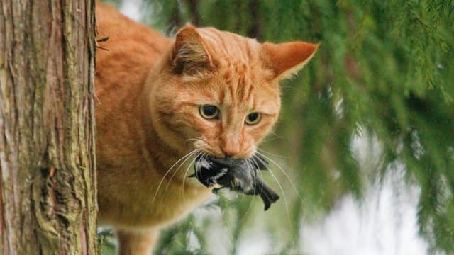  Katzen-Chip-Pflicht: Aargauer Parlament für Alleingang