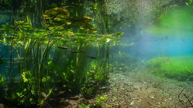  Unterwasserfotografie: Die Aare so spektakulär wie der Amazonas