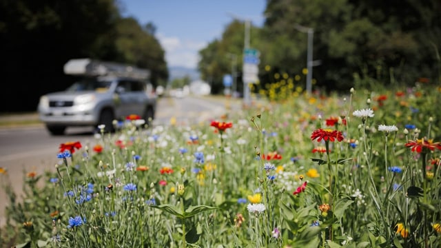  Die Biodiversitäts-Initiative in Kürze